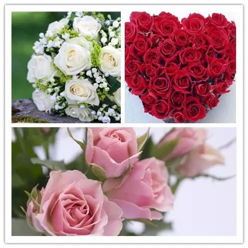 北方喜阴的室内植物花卉有哪些,喜阴耐寒的室外花卉植物有哪些