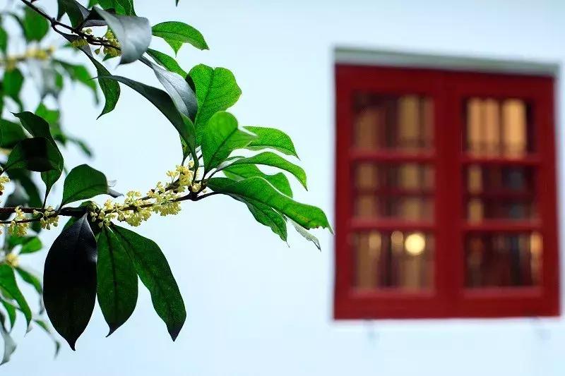 桂花哪个品种好养易活一点,四季桂花开花最香的品种