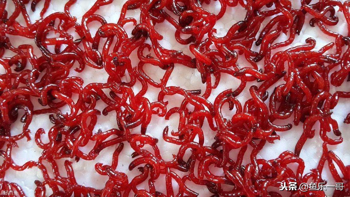 钓鱼饵料红虫怎么选用的,钓鱼饵料红虫怎么选用最好