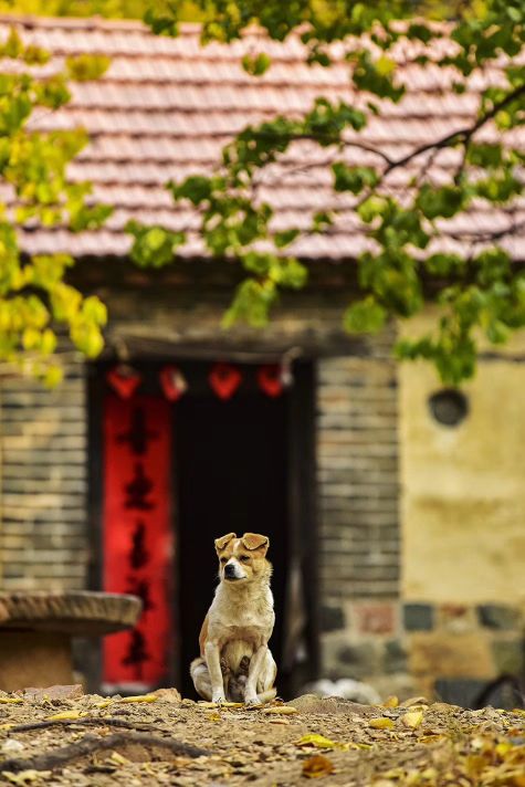 婆婆反对在家里养狗媳妇该怎么说,婆婆反对儿媳养狗