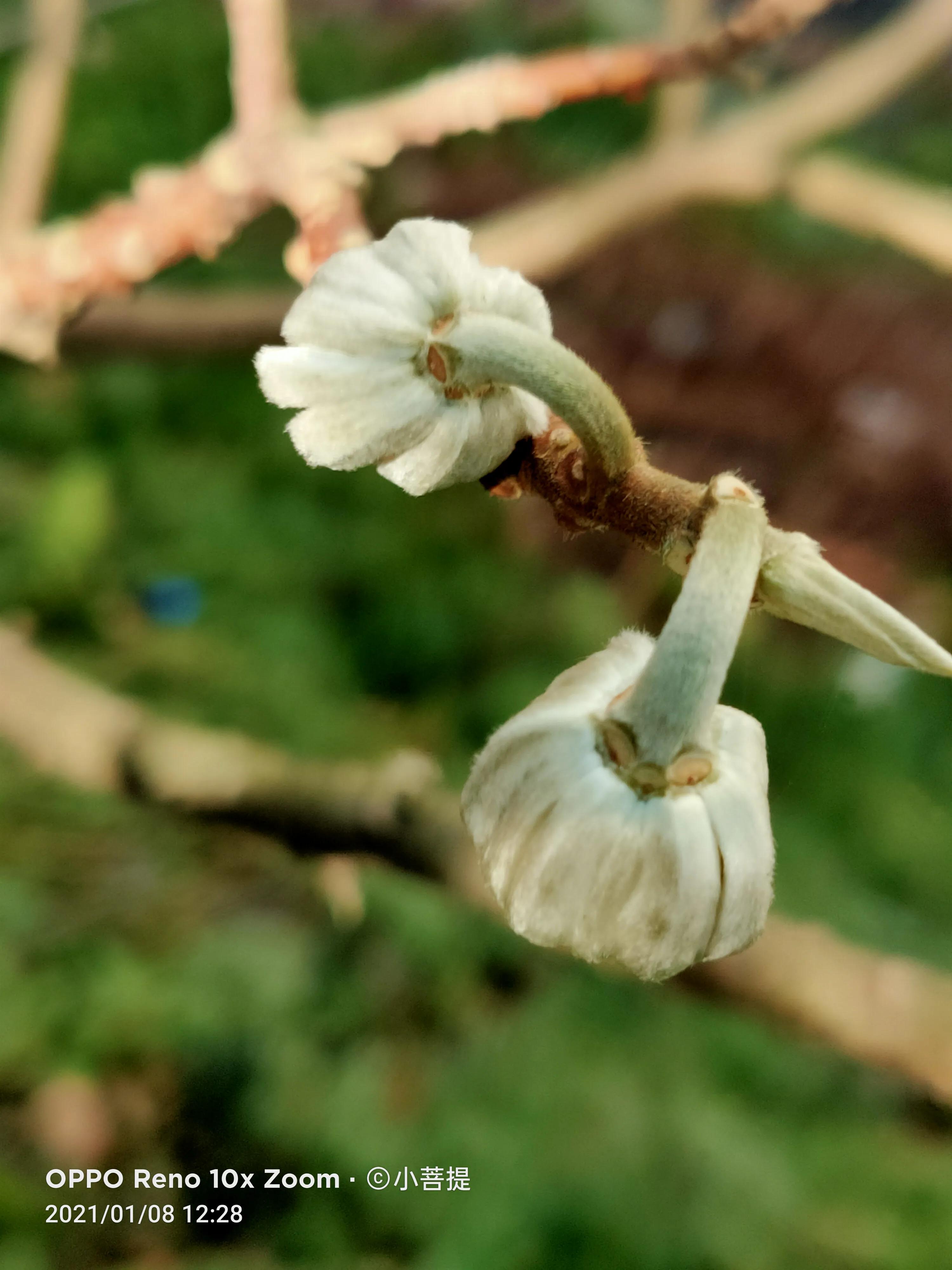 这就是爱情树，若在枝上打两个同向的结，就能得到甜蜜爱情和幸福