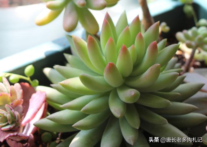 多肉千佛手用什么花盆好看,多肉千佛手好养吗