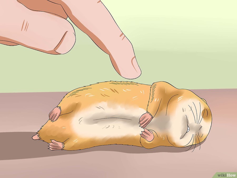 仓鼠趴着一动不动是什么意思,仓鼠怎么一动不动