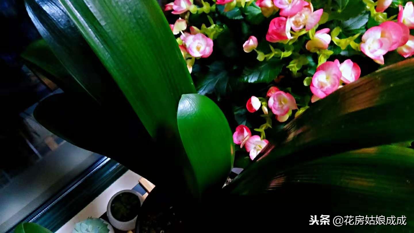 花盆里面有虫子怎么处理,君子兰花盆里有小白虫子怎么去除