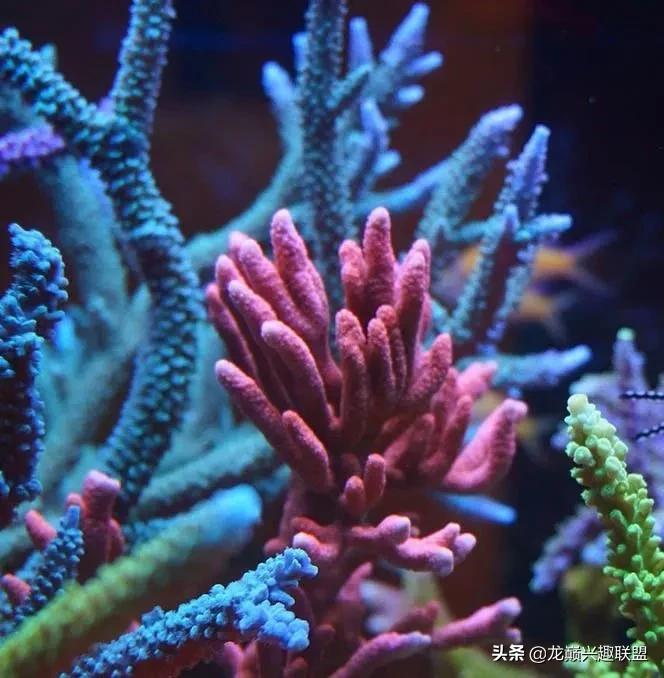 惊cry！90cm海缸竟然饲养77种生物，你敢挑战吗？