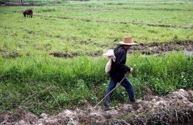 云南昌宁巨蟒,有几十米长的巨蟒蛇吗