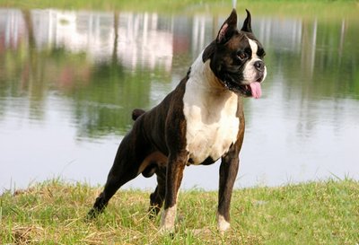 拳师犬对比杜宾犬,杜宾犬和拳师犬哪个好