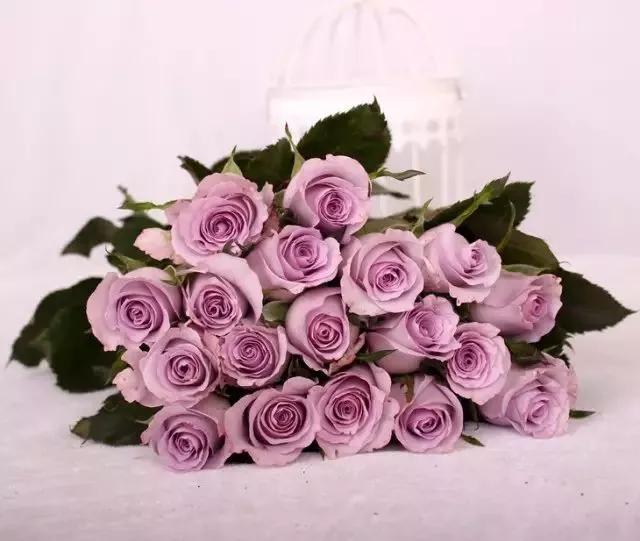 每天学习一点点各种花代表的花语,每天学习一朵花知识