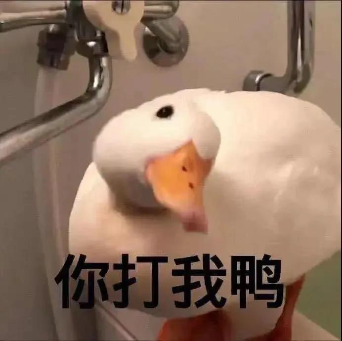 起床困难户表情包,懒猪起床啦表情包