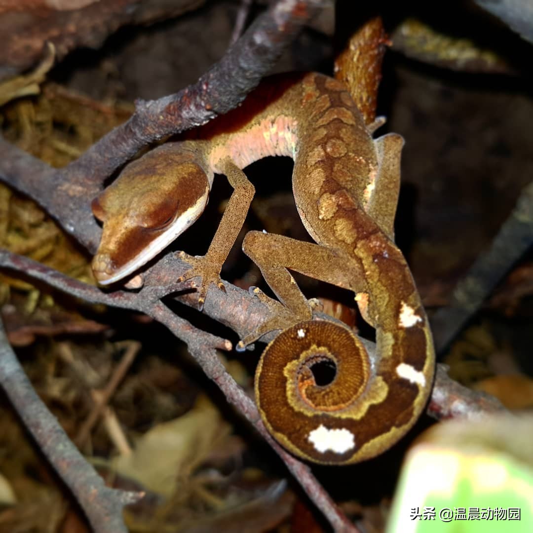 爬宠豹纹守宫怎么养,豹纹守宫繁育过程