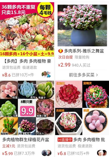 淘宝上的多肉为什么那么贵,淘宝9.9元30棵多肉能养活吗