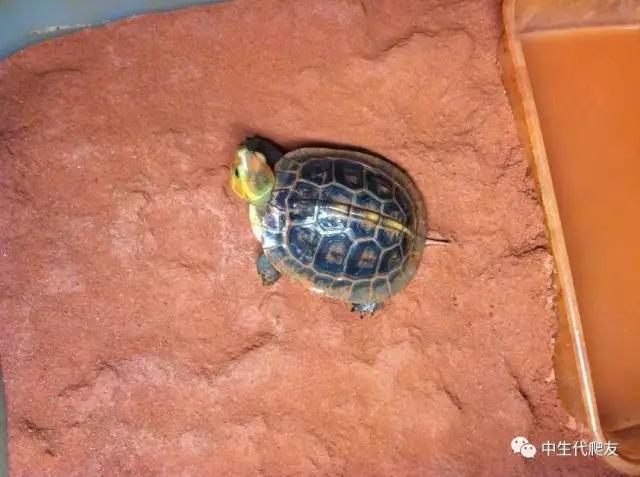 半泥半水的养龟环境视频,欧泽龟用什么环境养