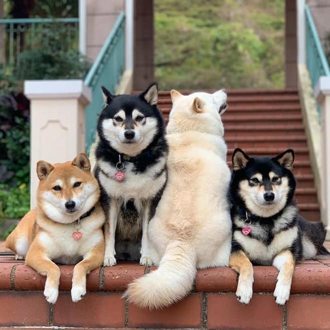 柴犬照片高清可爱逗比,自拍的柴犬有多可爱