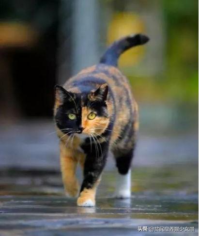 古代相猫学，相猫“十二要”，猫咪符合这12点就是顶级好猫