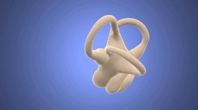 猫外耳炎的图片,正常猫耳朵背面是什么样子