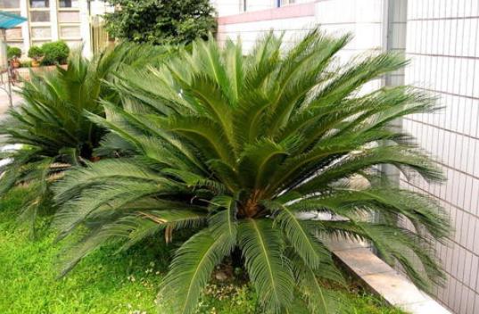 铁树皮实的小技巧,铁树怎么养不黄叶