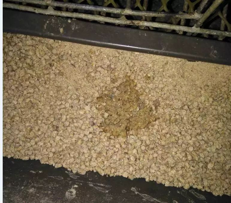 死鸡流鼻涕嘴里有粘液咋回事,鸡吐水拉绿色粪便