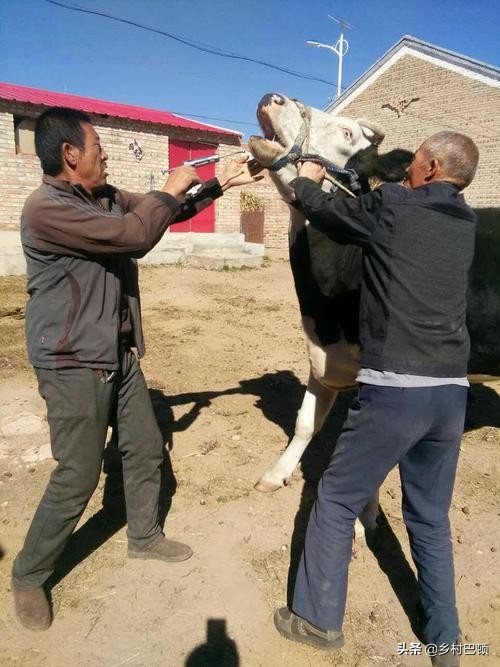 牛布氏杆菌病的诊断与防治方法,牛布氏杆菌怎么治疗最好