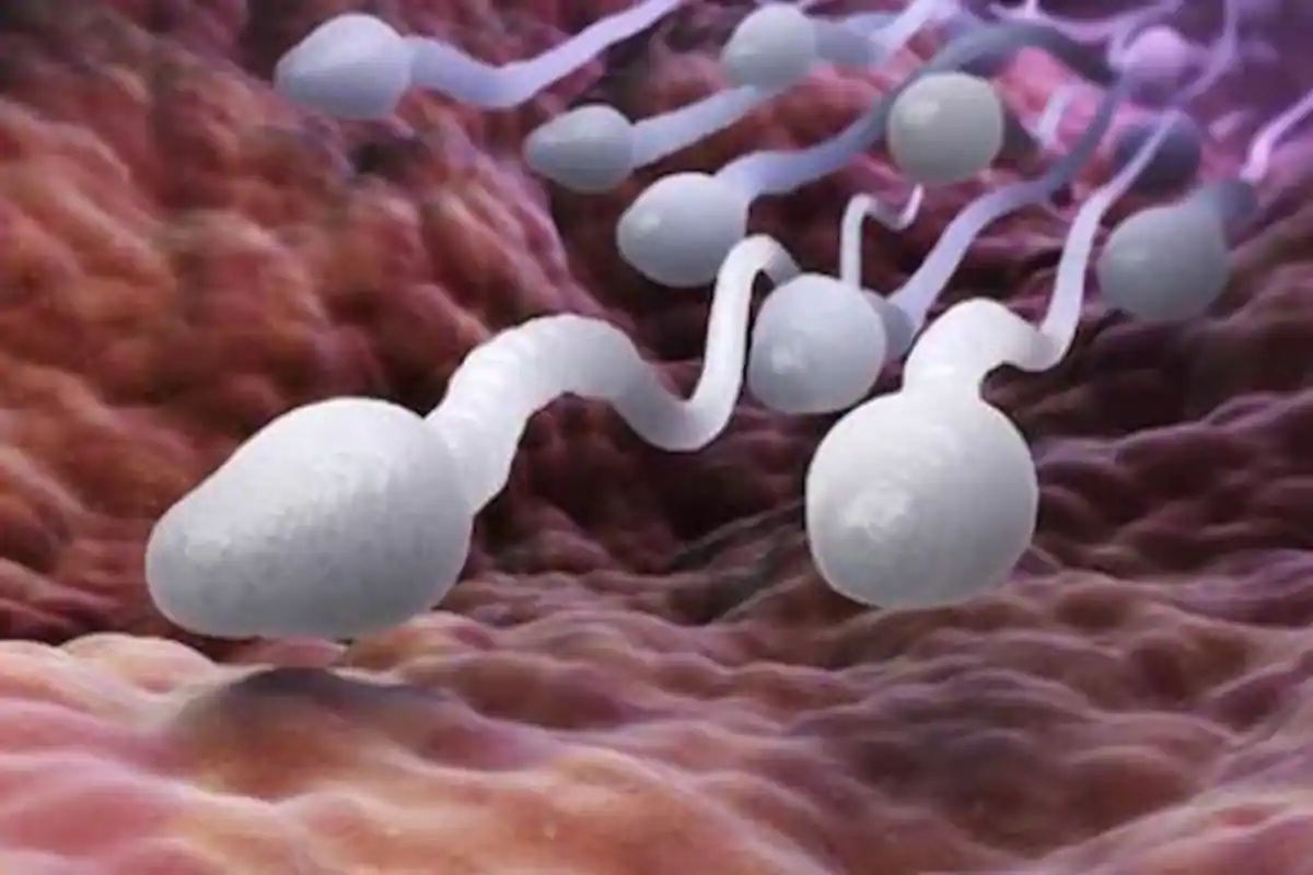 科学家发现精子运动规律,科学家发现精子的神奇作用