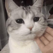 我脖子上的草莓，是猫咪种的