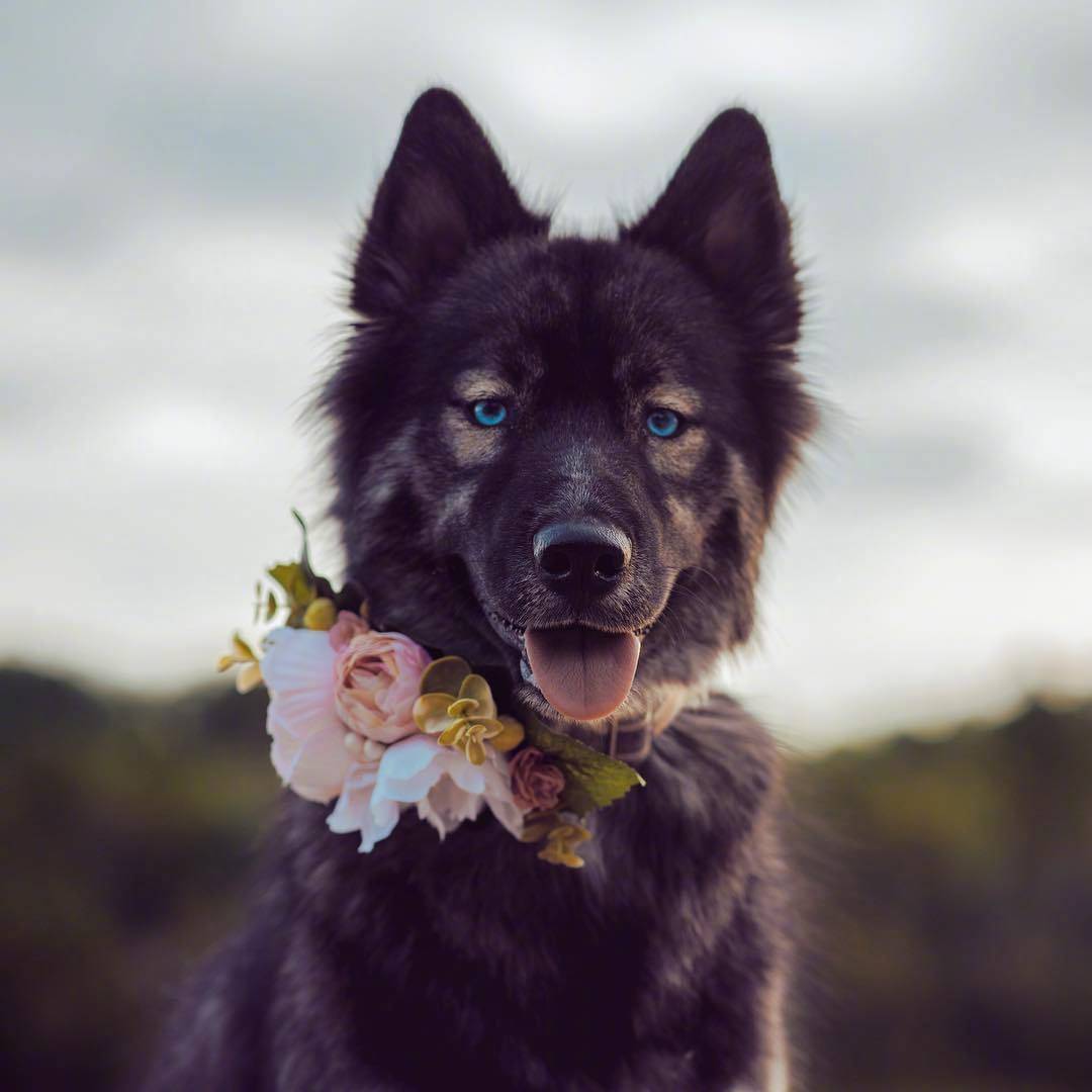 哈士奇狗狗的头绘画,金毛狗狗绘画图片