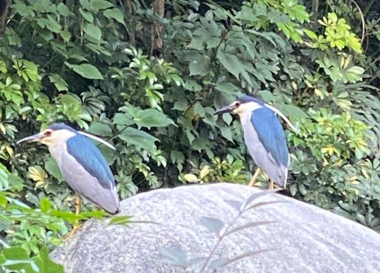 夜鹭栖居鹭岛国际社区：鸟类专家点赞成都“公园城市”建设