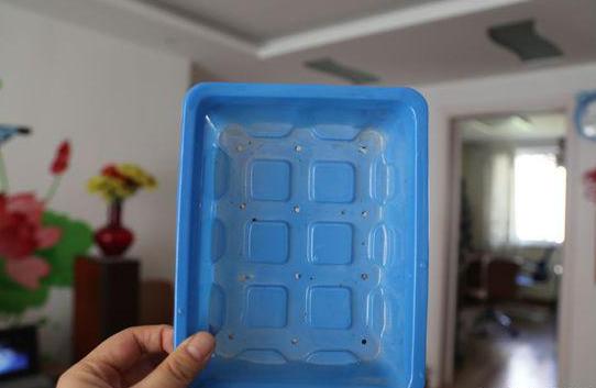 虹之玉多肉叶插成活率高吗,圣诞东云多肉叶插成活率