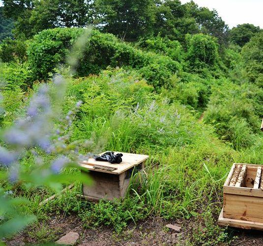 最土的是它，最甜的也是它｜董峰蜂蜜