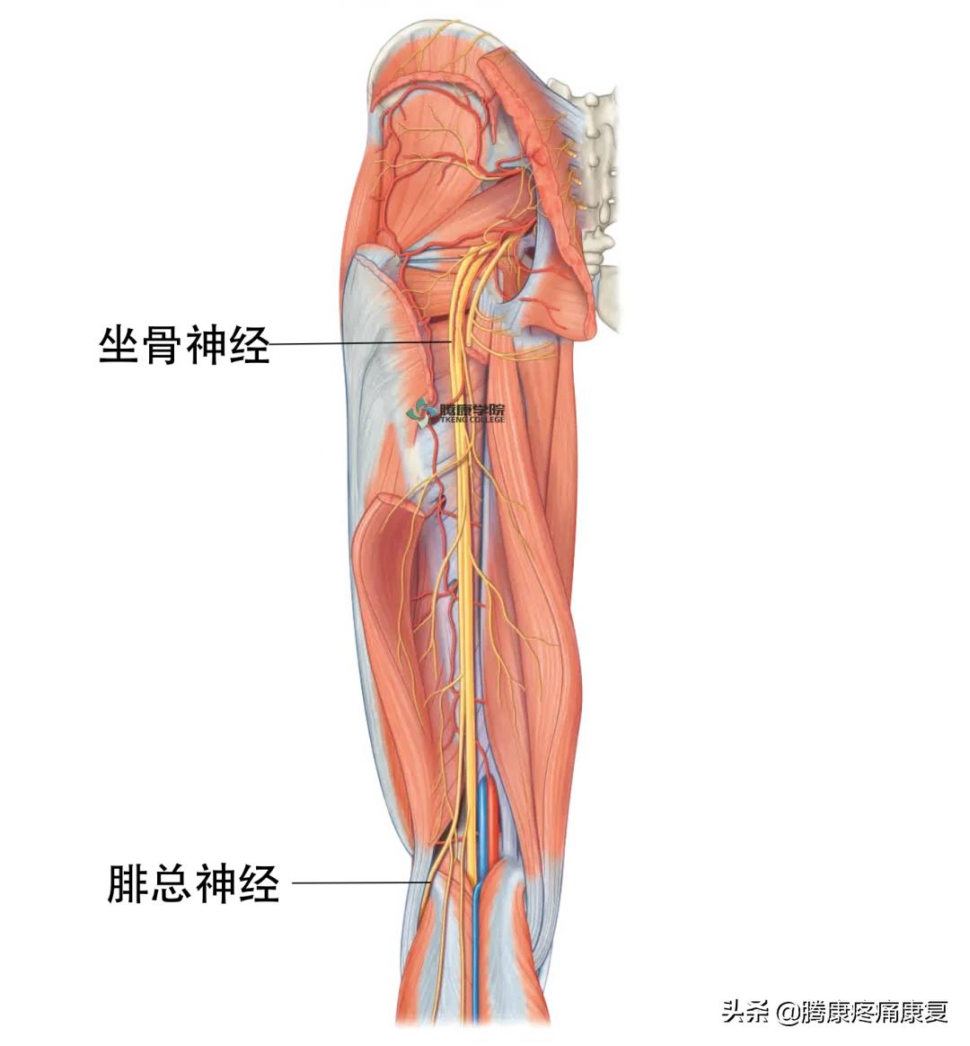 最全!脊神经系统汇总
