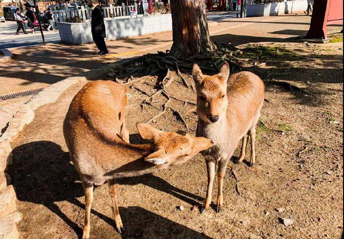信小呆中国锦鲤是一年还是永久,中国锦鲤信小呆共中了哪些奖项