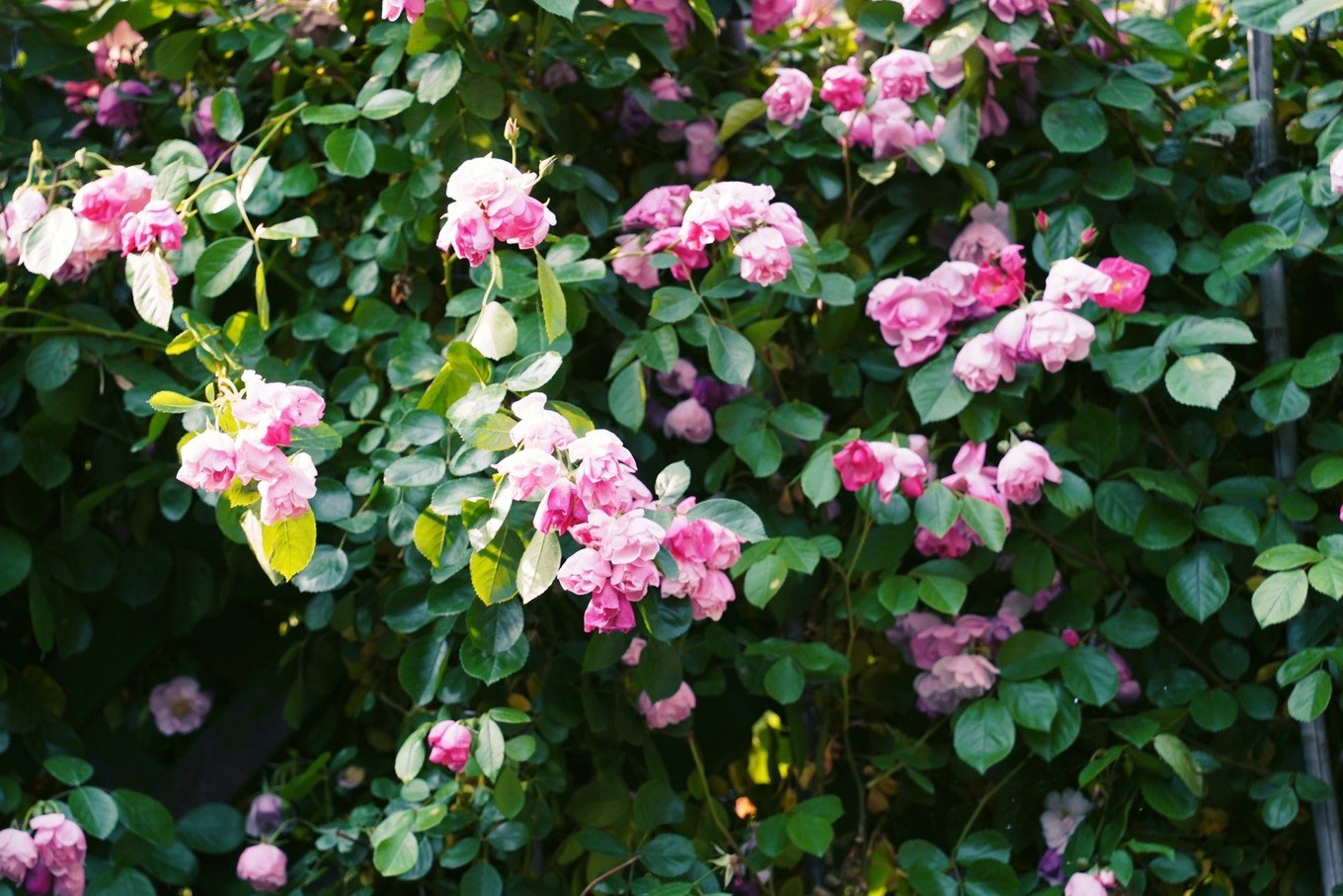 上海旅游宋城,上海宋城一日游最佳路线图