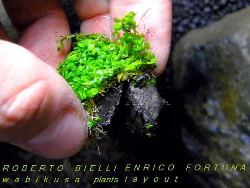 如何打造景观小缸,院子简易水景流水缸制作方法图片