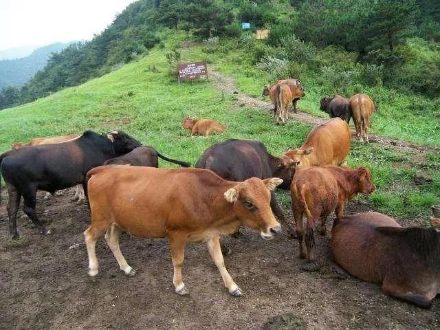 打蛇为什么要七寸，把头打烂没毒牙，还不够安全吗？