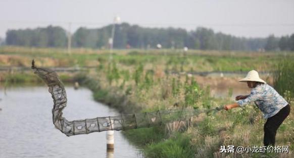 家里养小龙虾怎样养才是最佳,稻田无环沟养小龙虾怎么养