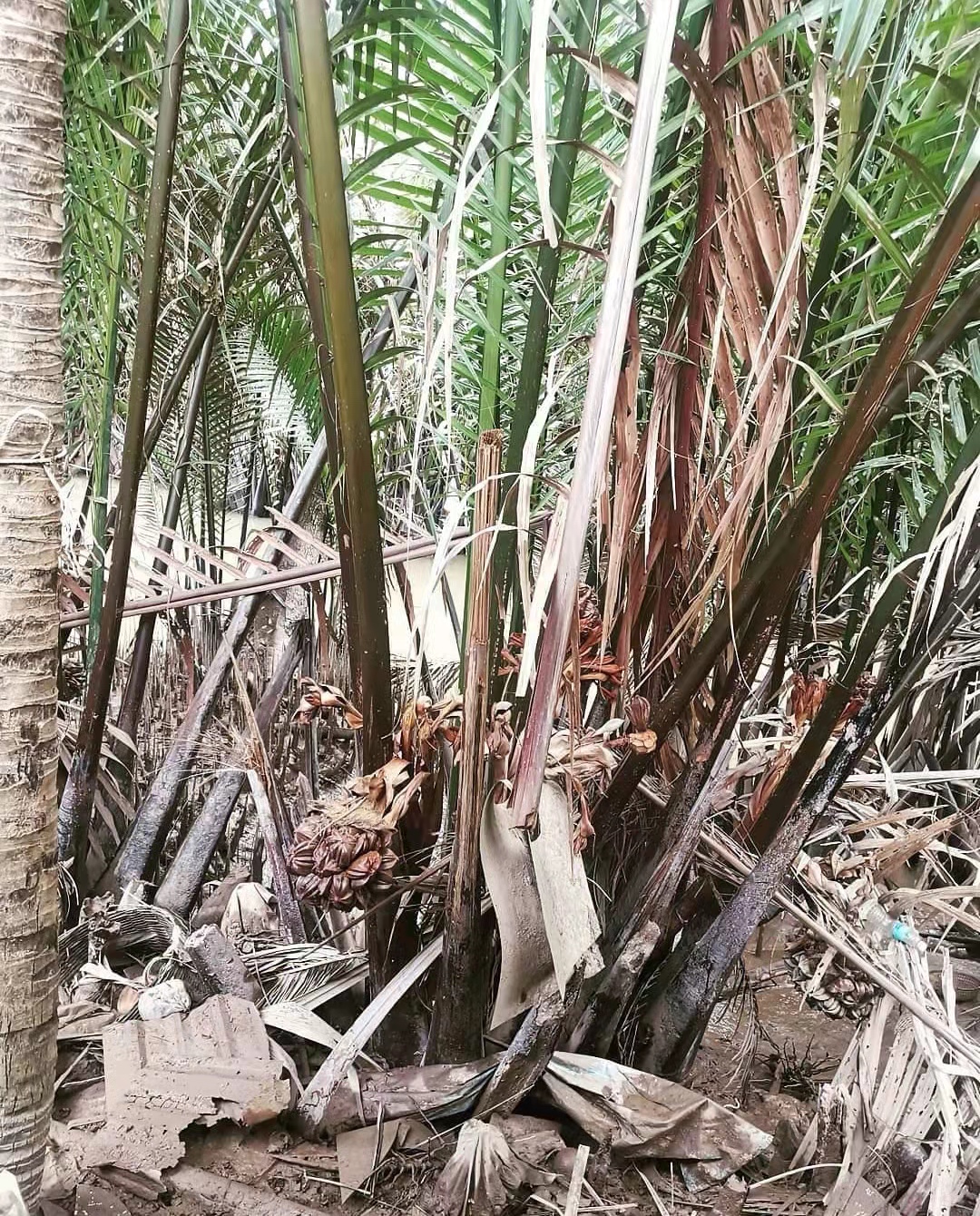 这种长在树上的“天马流星锤”,果实真的像极了“QQ糖”