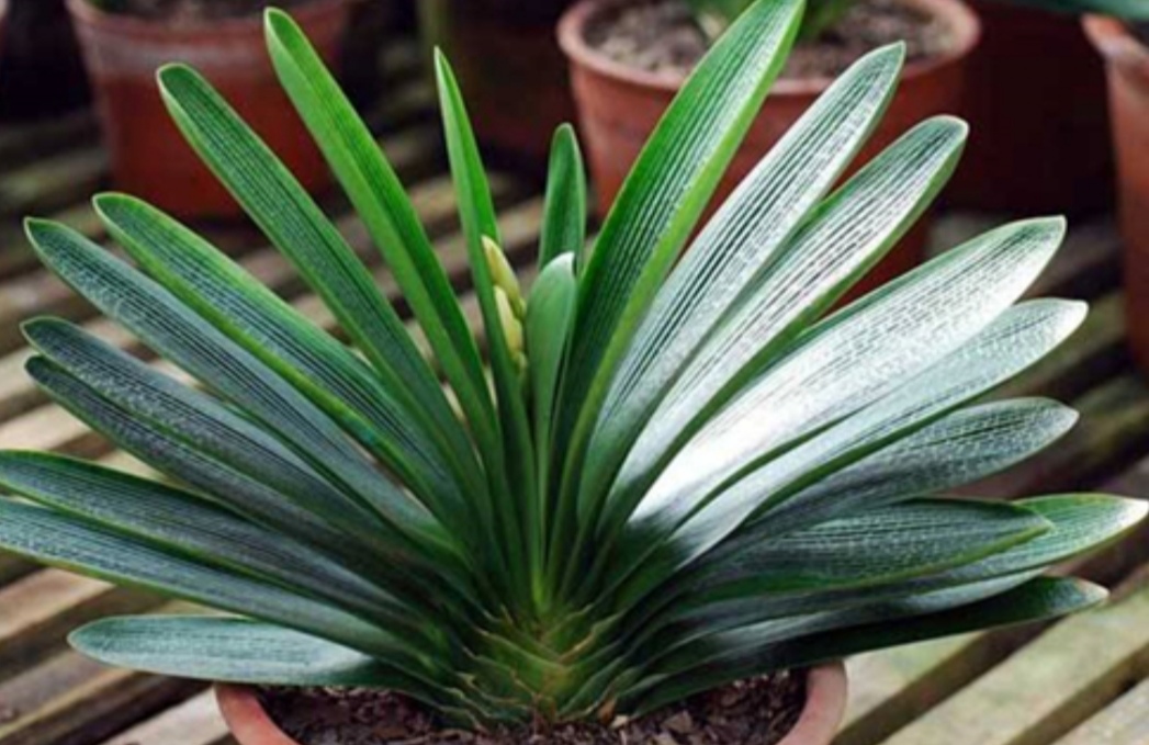 君子兰怎么养快速长出新叶,君子兰不开花怎么修剪