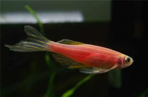 想养鱼要用加热棒吗,想养鱼又没有鱼缸