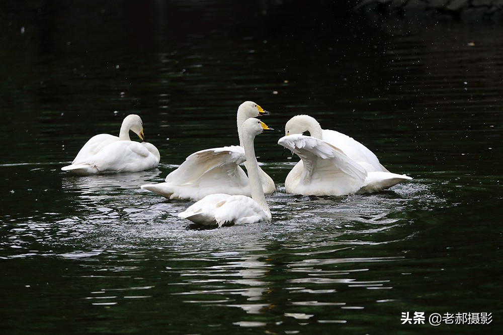 四小天鹅完整版歌曲,四只小天鹅歌舞