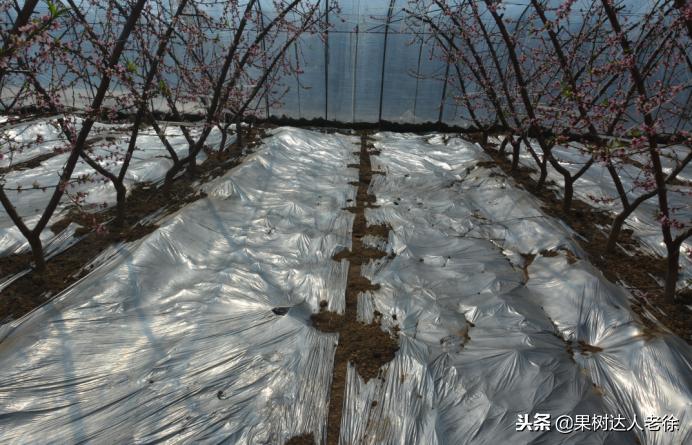 桃树开春管理视频,大棚桃花期用什么药