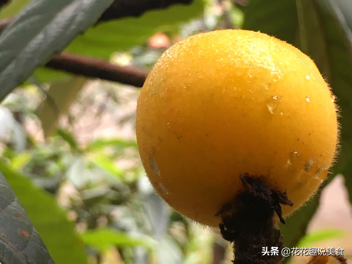 什么枇杷种类好吃,哪种枇杷好吃又大