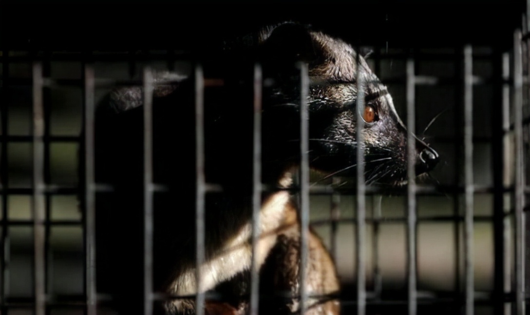 孟非:猫的屎放在咖啡里还能喝。“猫屎咖啡”真是猫咪拉的臭臭?