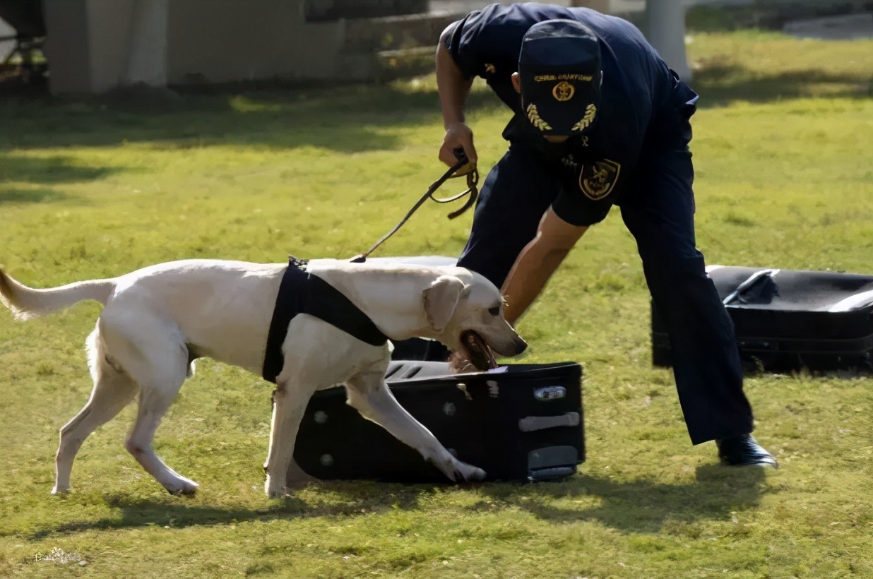 养拉布拉多作为种犬该注意哪些,养拉布拉多犬的好处和坏处