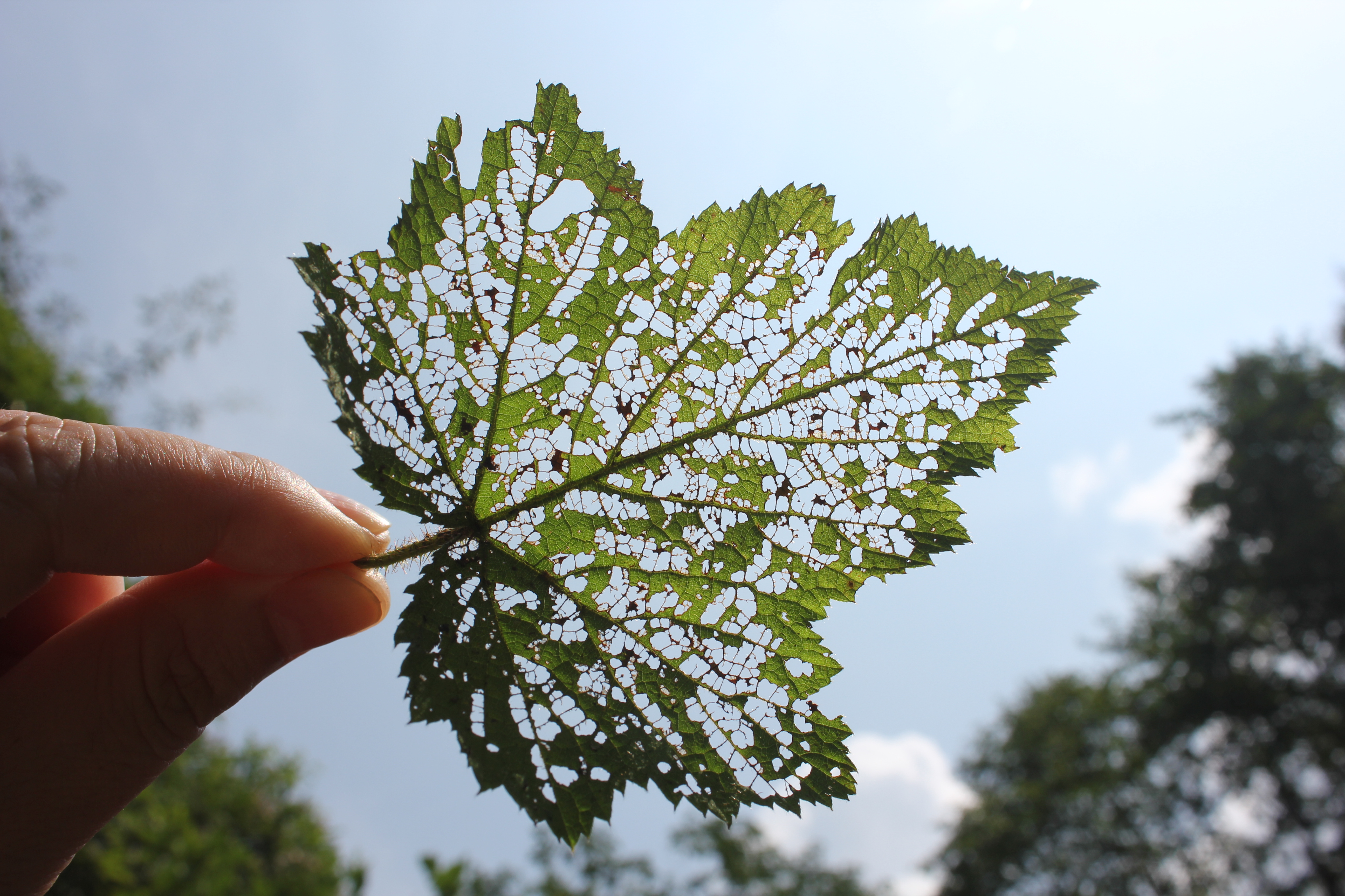 武汉周边避暑胜地|端午武汉至咸宁九宫山2日自驾亲子游路线分享
