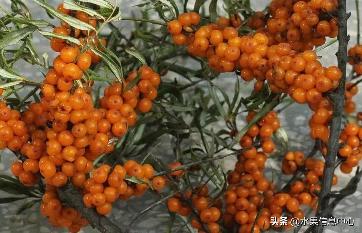 国内好吃的热带水果有哪些,小众水果推荐