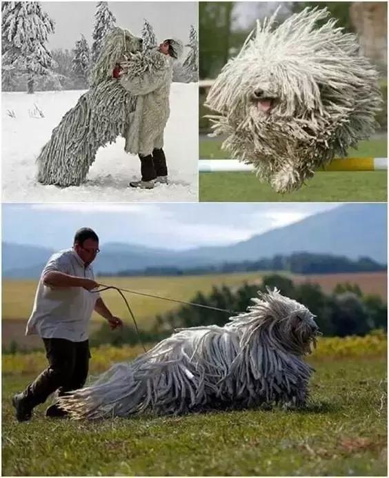 致命的60种动物,60种没见过的动物