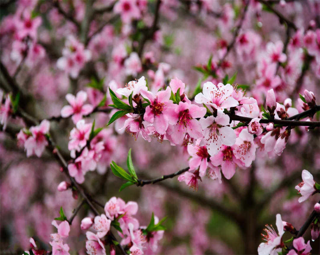 桃花的养殖养护方法,桃花怎么养护
