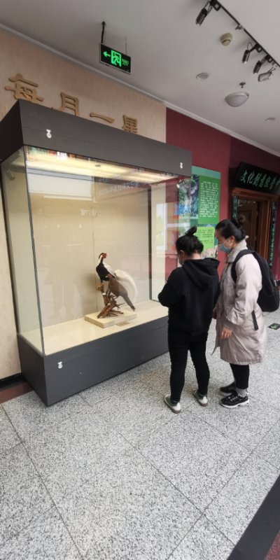 “鸟中‘闲客’——白鹇”特展在黑龙江省博物馆展出