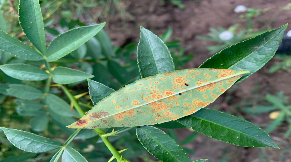 「技术」9-10月青花椒田间管理:连续降雨,警惕病虫害滋生