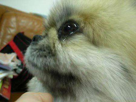 辟谣狗狗鼻子干就是生病,狗狗眼睛流泪可能是眼部疾病