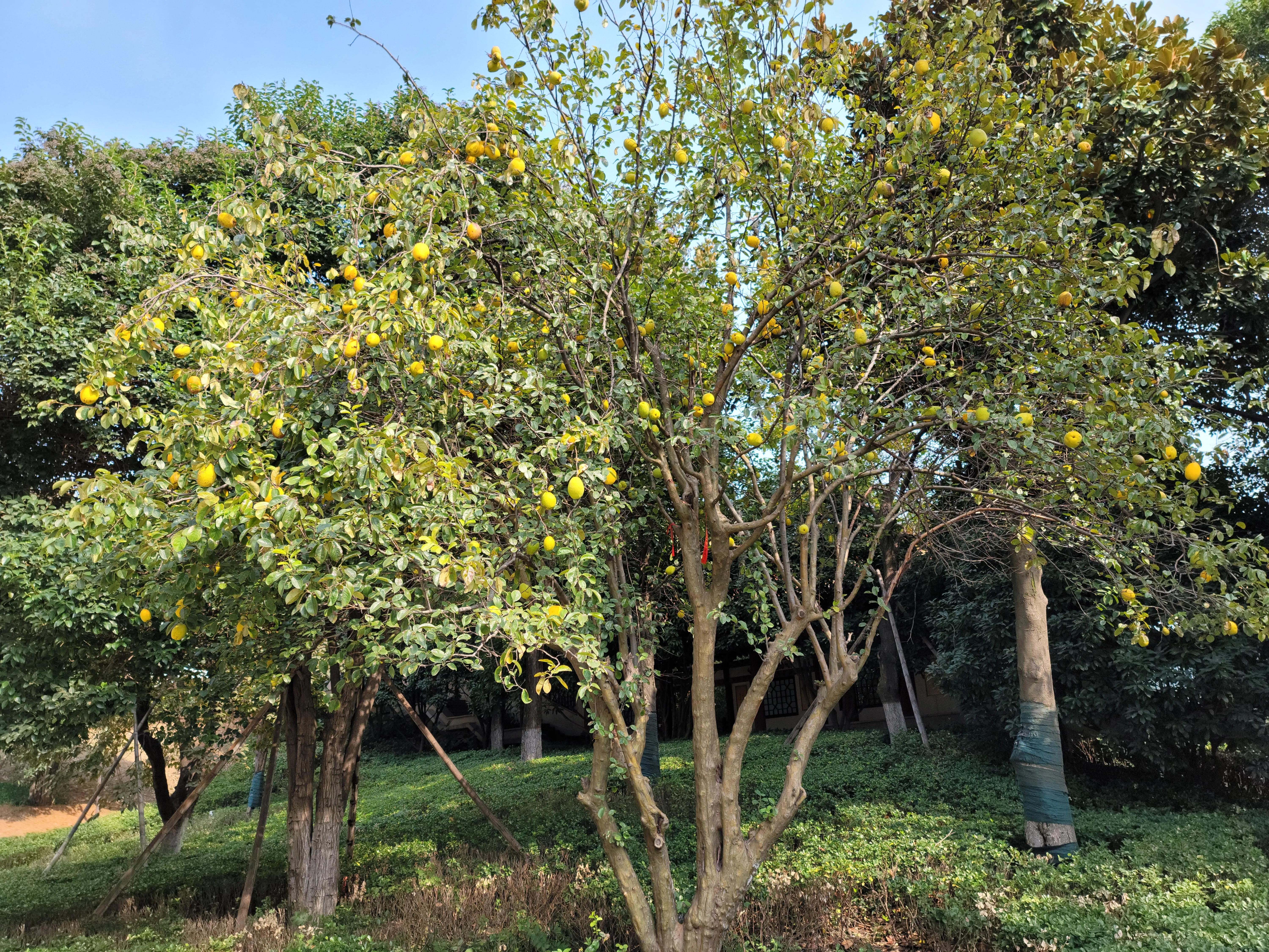 蟠桃山佛教文化景区门票预约,蟠桃山游览图